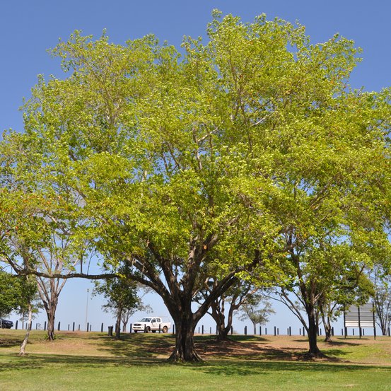 Image of Terminalia
