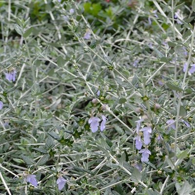 Image of Germander