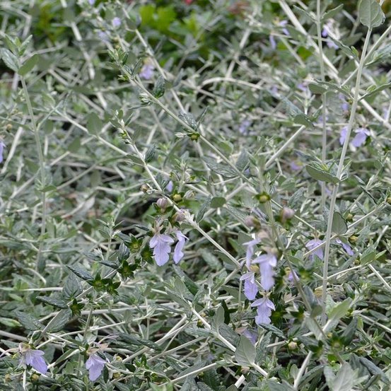 Image of Germander
