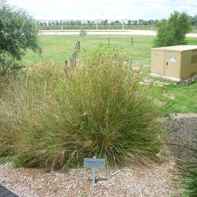 Image of Kangaroo Grass