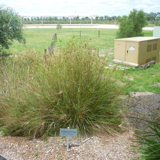 Image of Kangaroo Grass