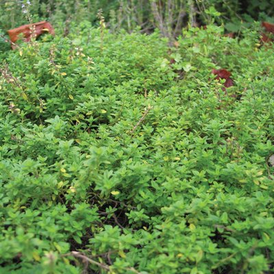 Image of Common Thyme