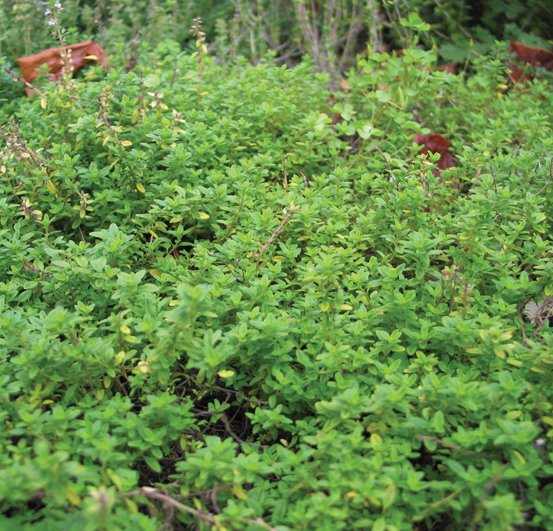 Image of Common Thyme