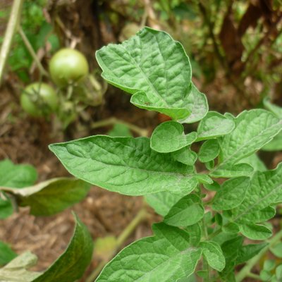 Image of Tomato