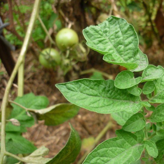 Image of Tomato