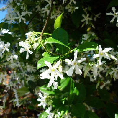 Image of Star Jasmine