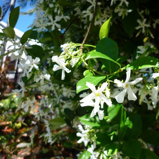 Image of Star Jasmine
