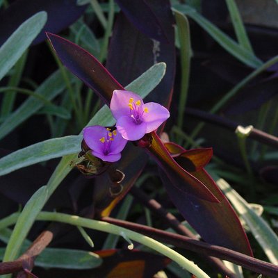 Image of Purple Heart, Tradescantia pallida