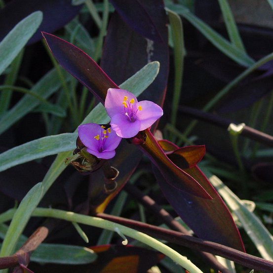 Image of Purple Heart, Tradescantia pallida