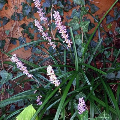 Image of Evergreen Giant Lirope 