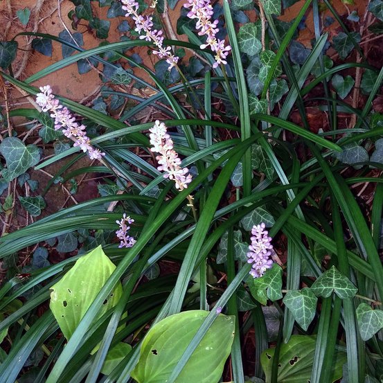 Image of Evergreen Giant Lirope 