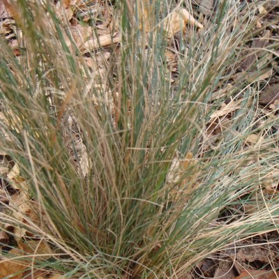 Image of Tussock grass (Poa sieberiana) 