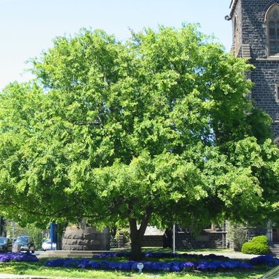 Image of Chinese Elm