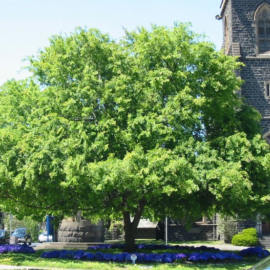 Image of Chinese Elm