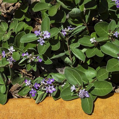 Image of Beach Vitex 