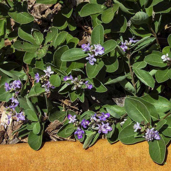 Image of Beach Vitex 