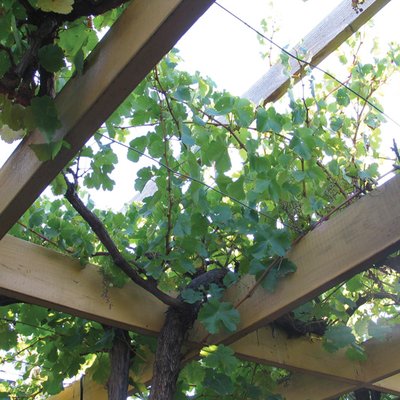 Image of Grape vine