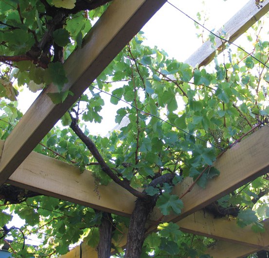 Image of Grape vine