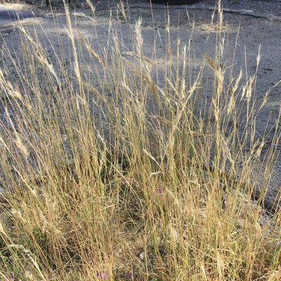 Image of Wallaby Grass