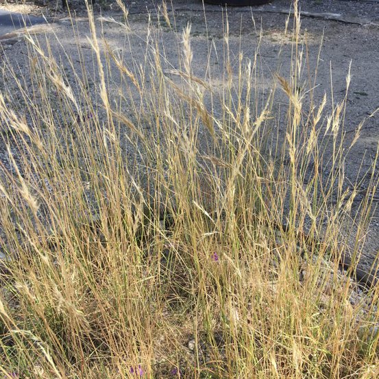 Image of Wallaby Grass