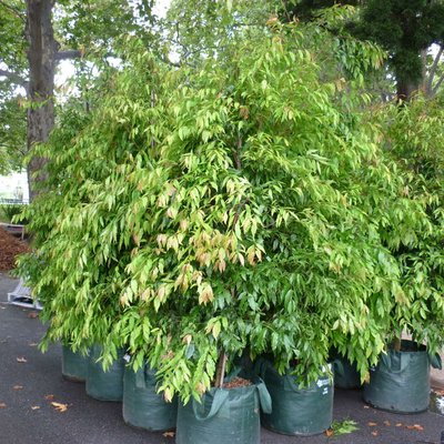 Image of Weeping Lilly Pilly