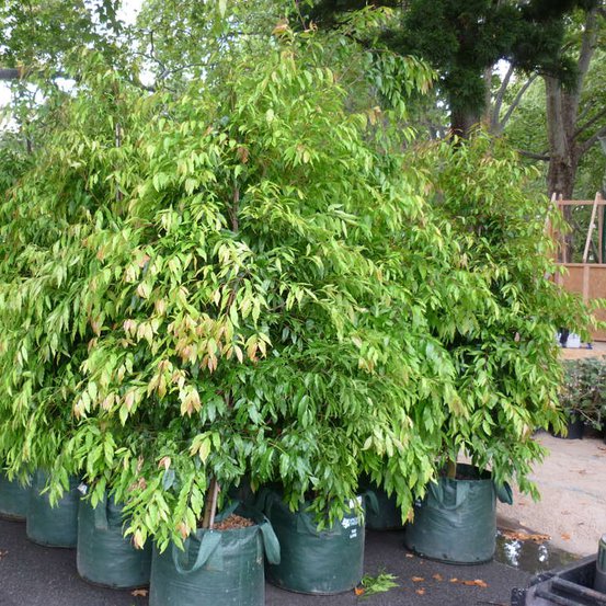 Image of Weeping Lilly Pilly