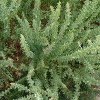 Image of Wattle (Little Nugget) 
