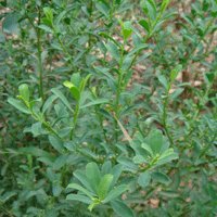 Image of Wax Flower (Bournda Beauty) 