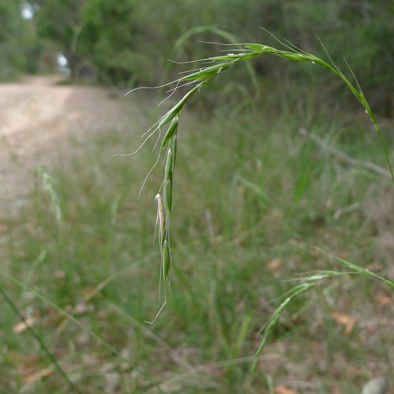 Image of Weeping Grass