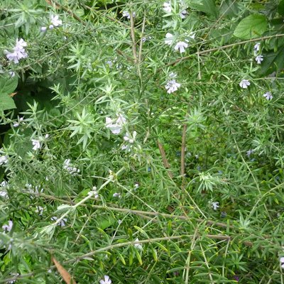 Image of Coast Rosemary or Australian Rosemary