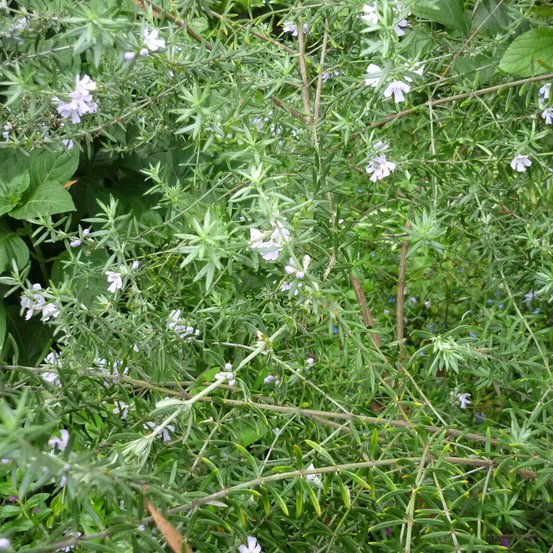 Image of Coast Rosemary or Australian Rosemary