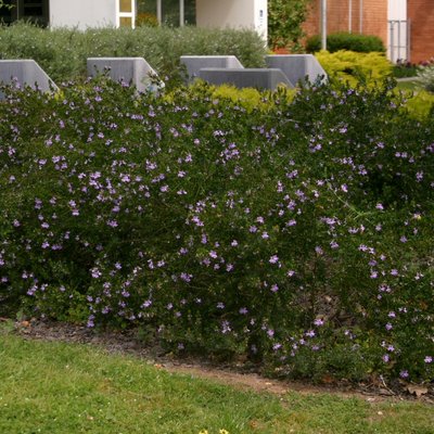 Image of Violet Westringia
