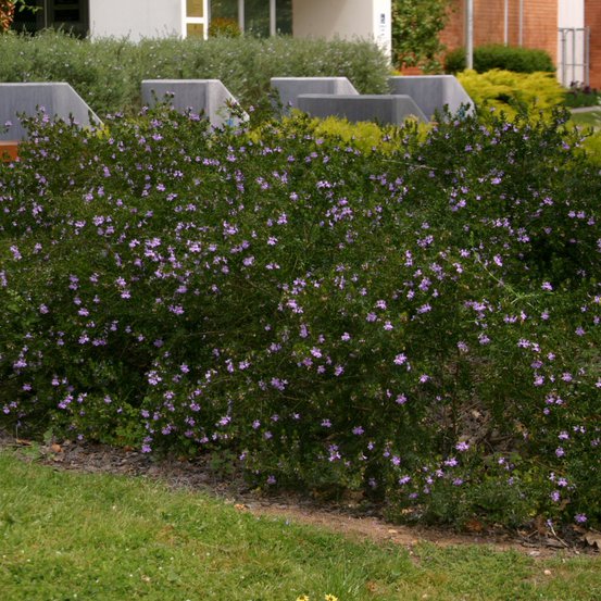 Image of Violet Westringia