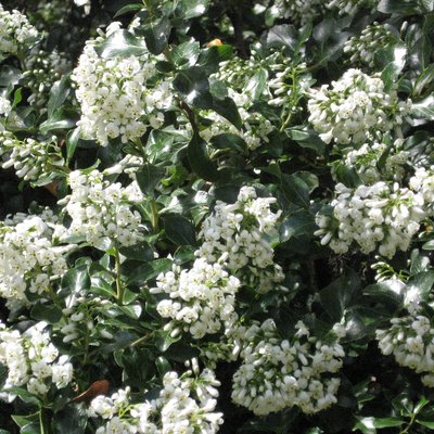 Image of White Escallonia