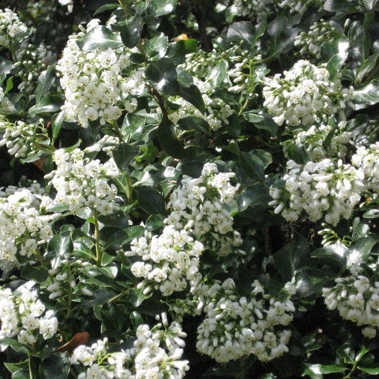 Image of White Escallonia
