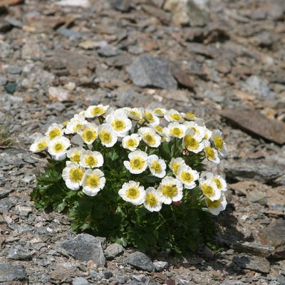 Image of White Rock Rose