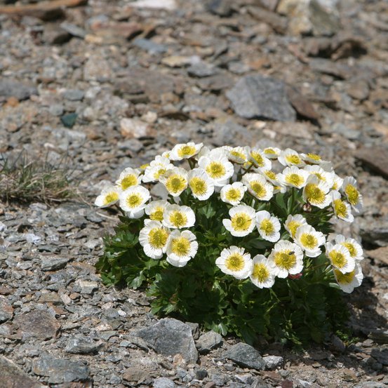 Image of White Rock Rose