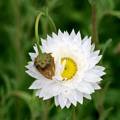 Image of White Everlasting, Fringed Everlasting