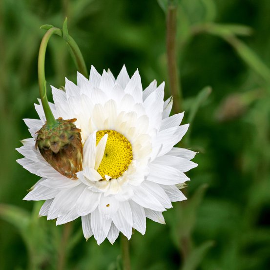 Image of White Everlasting, Fringed Everlasting