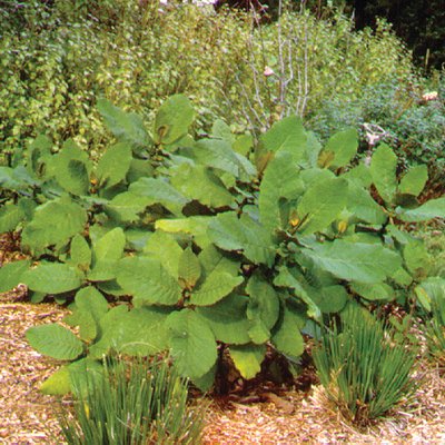 Image of Wigandia