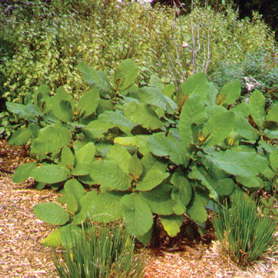 Image of Wigandia