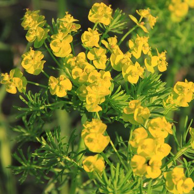 Image of Wulfen's Spurge