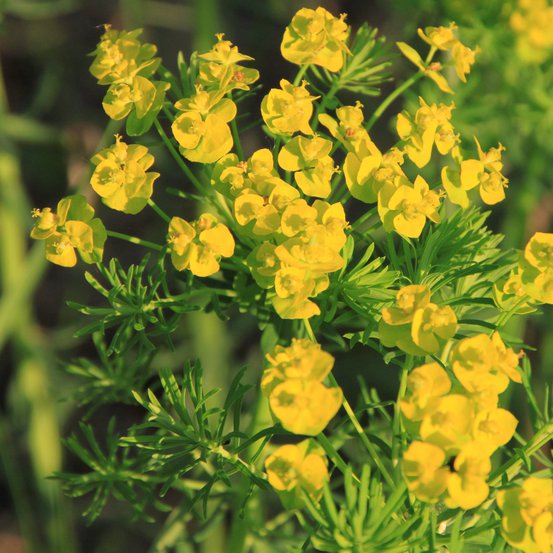 Image of Wulfen's Spurge