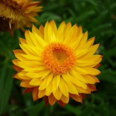 Image of Golden Everlasting