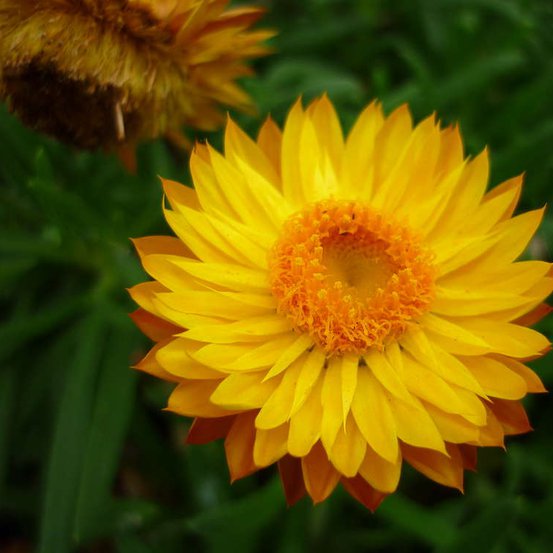 Image of Golden Everlasting