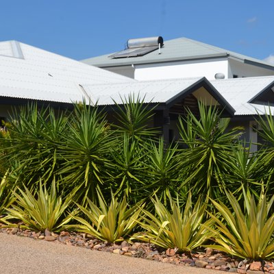 Image of Mauritius Hemp