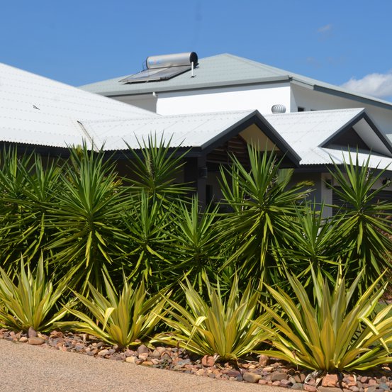 Image of Mauritius Hemp
