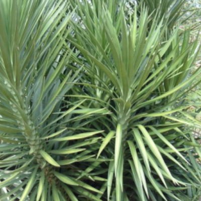 Image of Spineless Yucca
