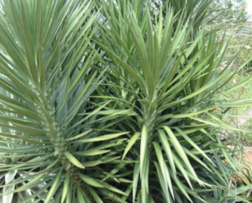 Image of Spineless Yucca