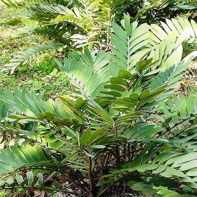 Image of Cardboard Palm